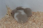 wp594245a3.jpg